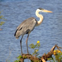 Cocoi Heron